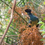 turaco 2 small