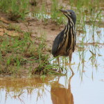 bittern small