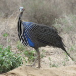 guineafowl small