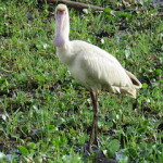 spoonbill small