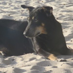 Beach dog at Twiga