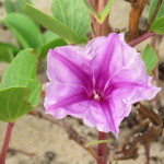 sand flower small