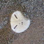 sanddollar small