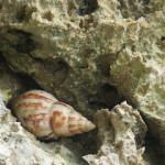 shell 3 small