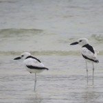 Crab Plover