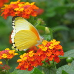 lantana small