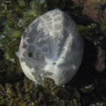 sand dollar small