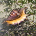 shell 6 small