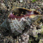 shell 8 small