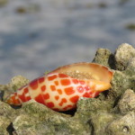 shell small