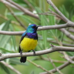 sunbird small