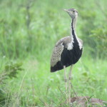 blk bellied bustard small