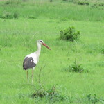 blkw stork small