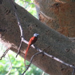 paradise flycatcher small