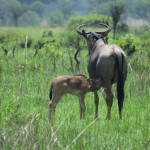 wildebeest small