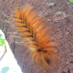 catepillar small