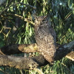 giant eagle owl small