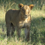 lioness small