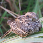 nightjar small