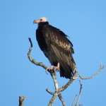 whiteheaded vulture small