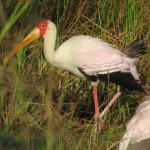 yellowbilled stork small