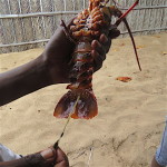 crayfish small