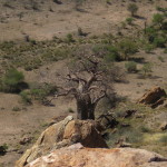 baobab small