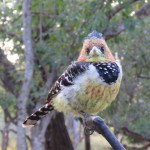 crested barbet small