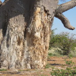 elephant-eaten baobab small