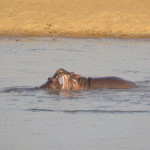 hippo 1 small