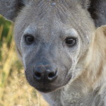 hyena 2 small