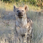 hyena small