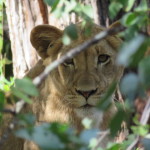 lioness small