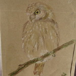 pearl spotted owlette small