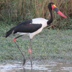 saddlebilled stork small