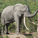 tusker 7 small