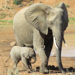 tusker 9 small