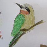 wht fronted beeeater small