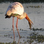 yellowbilled small