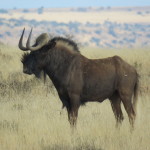 black wildebeest small