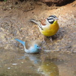 blue waxbill golden breasted sparrow small