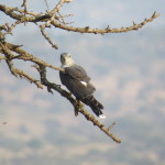 juvenile African Goshawk small