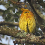 orange breasted bush shrike small