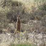 yellow mongoose small