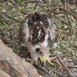 Black eagle chick gallery