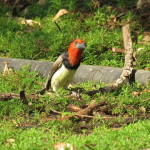 Collared Barbet small