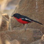 Crimson-breasted Shrike small