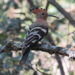 Hoopoe small