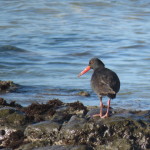 blk oystercatcher small