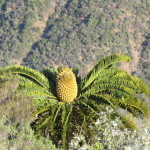 cycad small